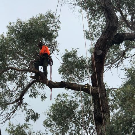 A man is climbing a tree with a rope attached to him.