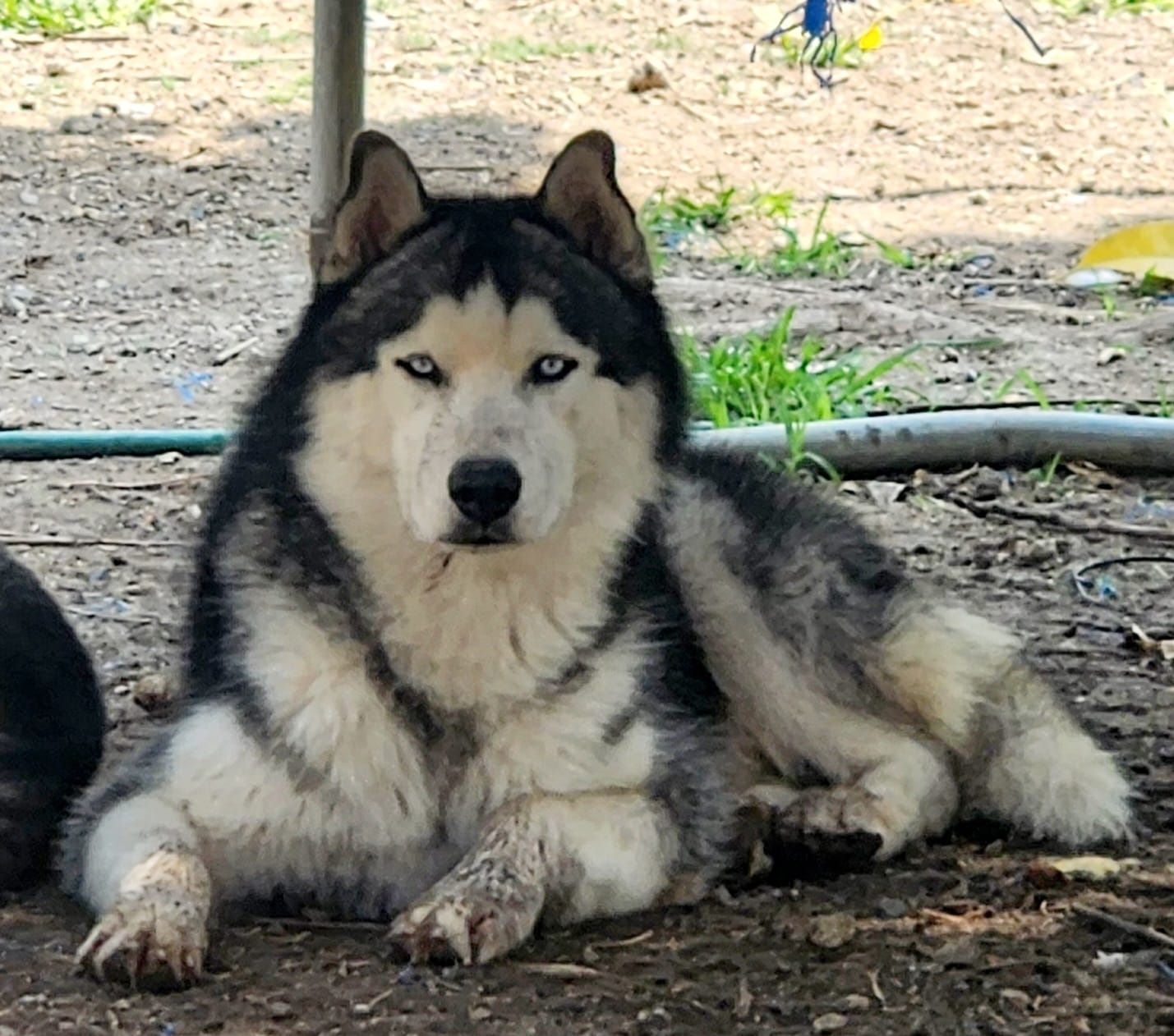 cachorro husky siberiano en venta