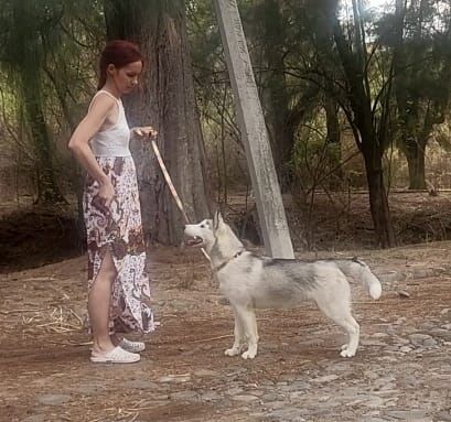 cachorro husky siberiano en venta