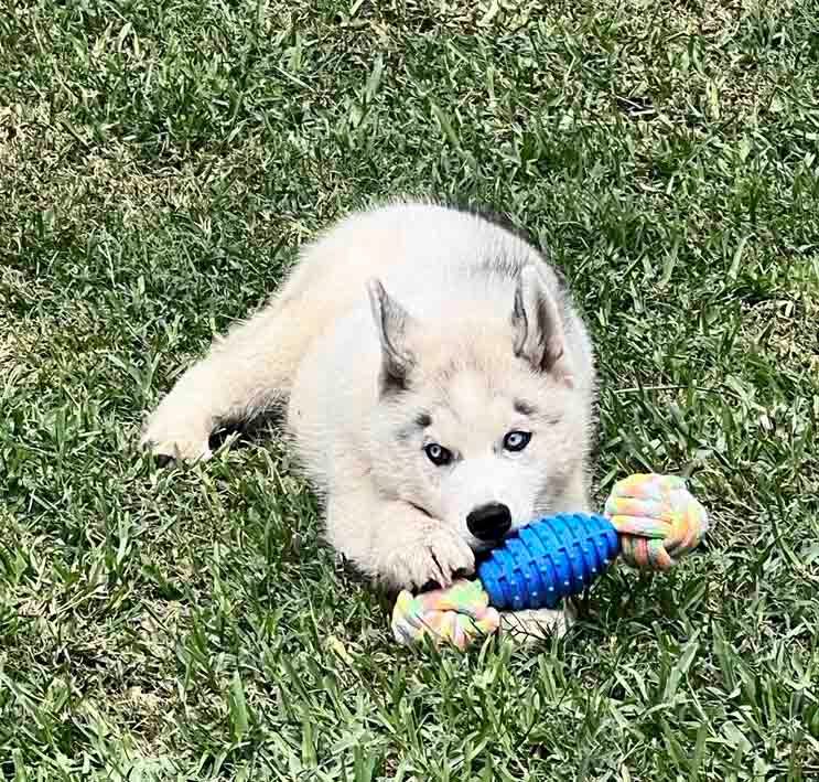 cachorro husky siberiano en venta