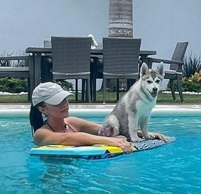 cachorro husky siberiano en venta