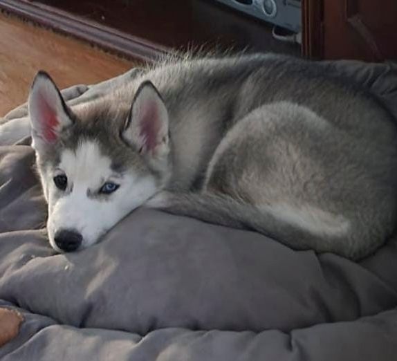 cachorro husky siberiano en venta