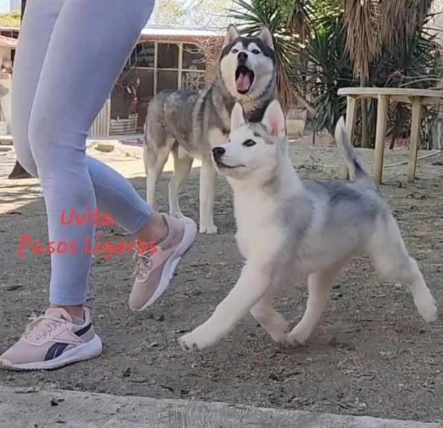 cachorro husky siberiano en venta