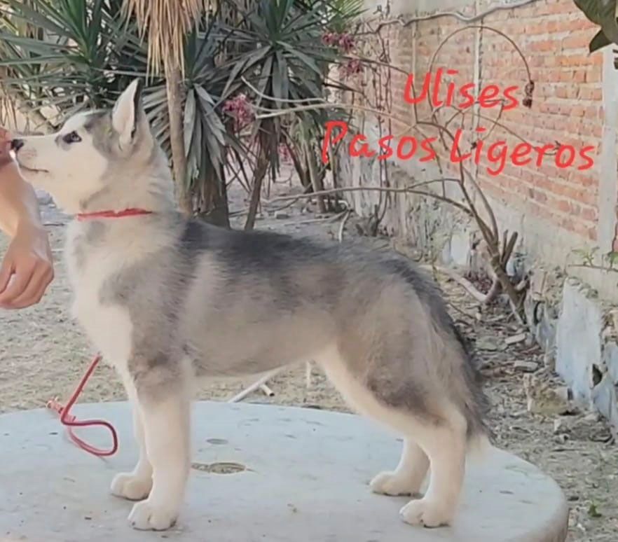 cachorro husky siberiano en venta