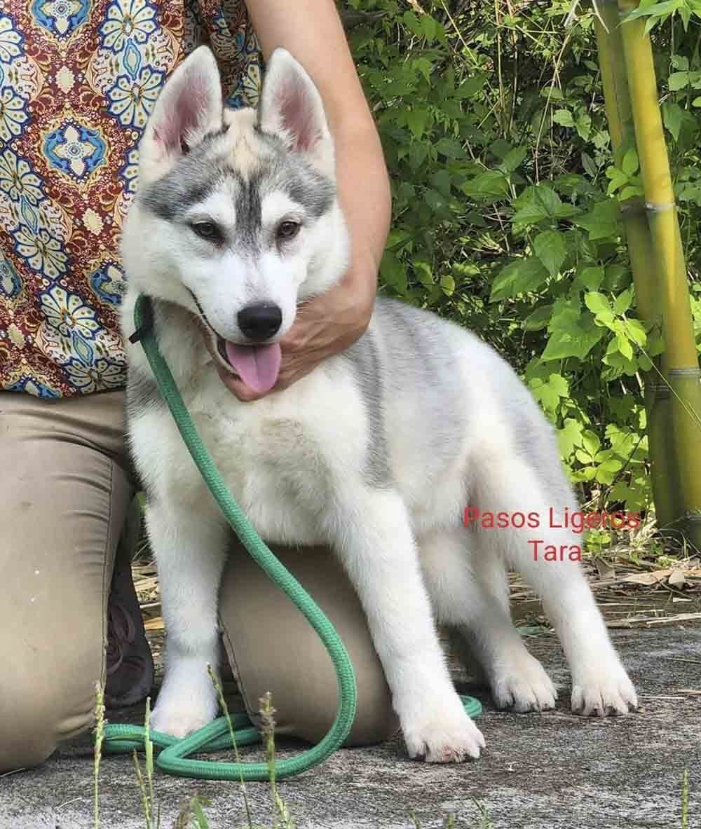 cachorros husky siberiano en venta