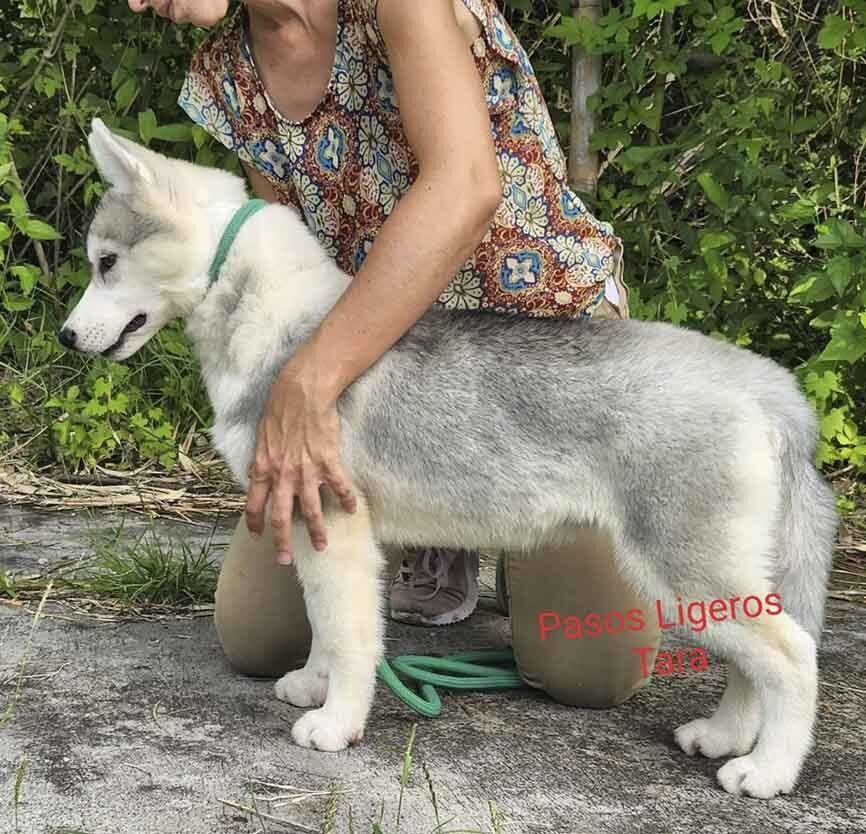 cachorros husky siberiano en venta