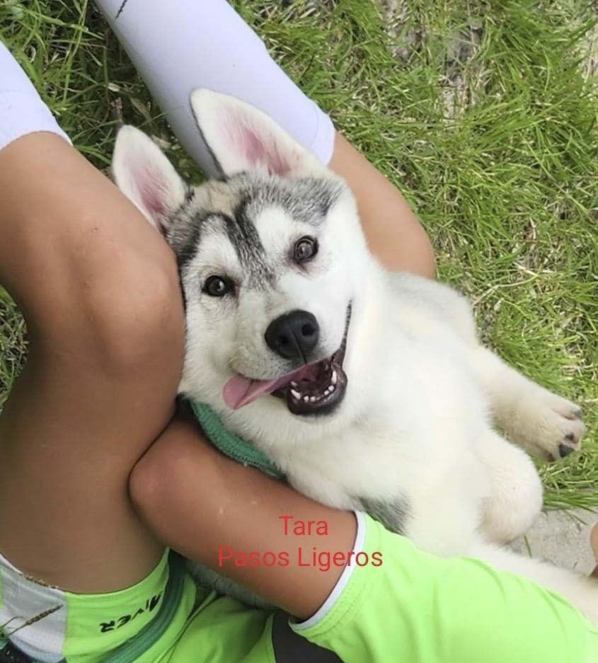 cachorros husky siberiano en venta