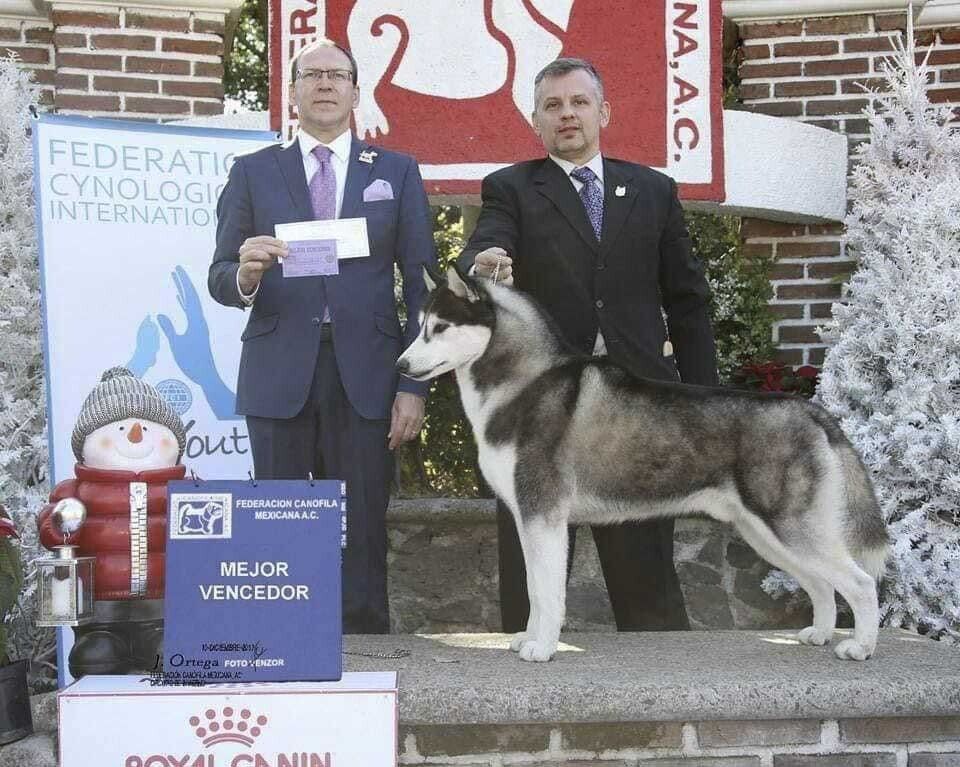 criadero de perros husky