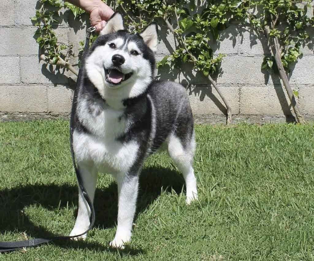 criadero de perros husky
