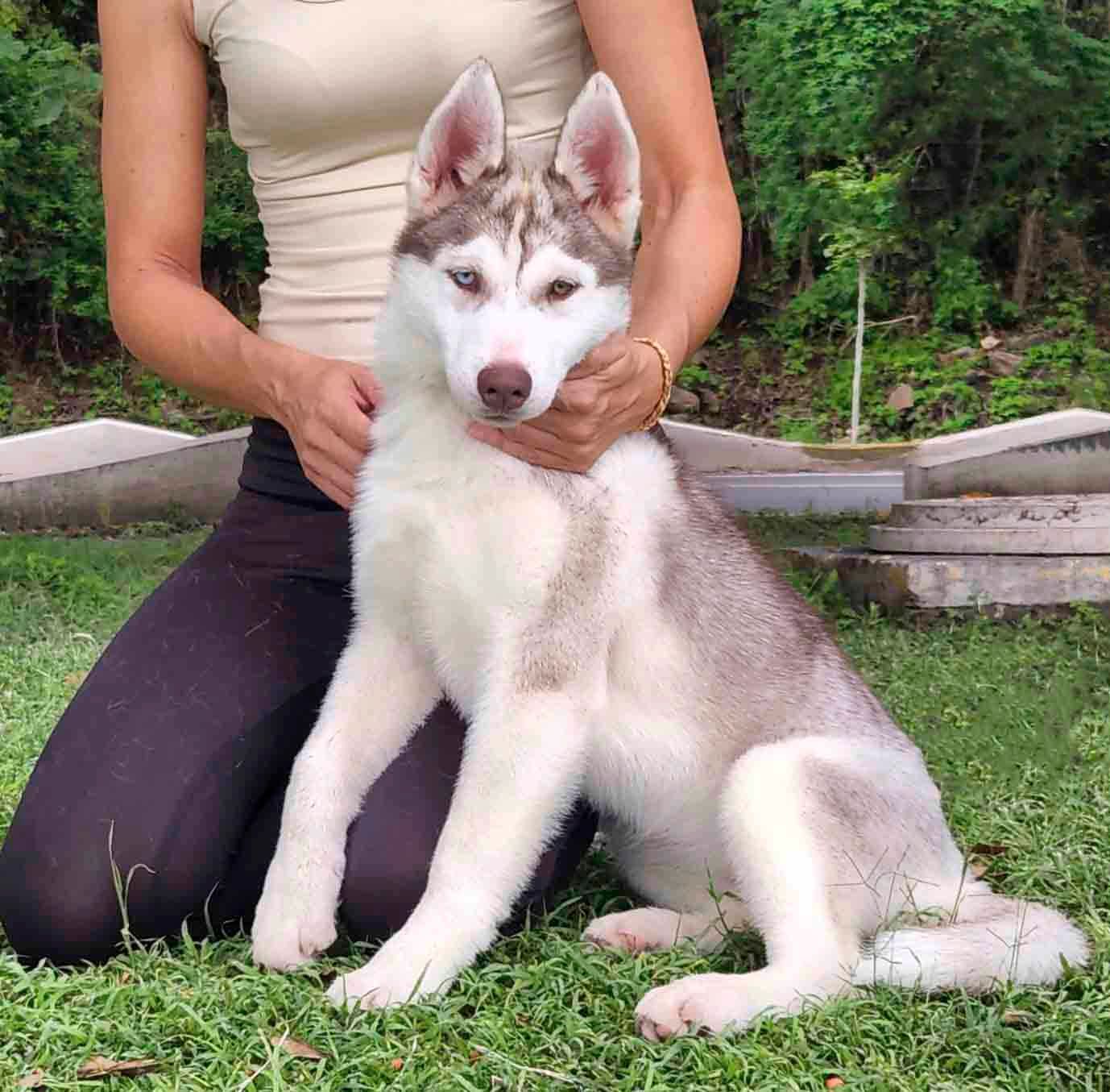 Criaderos de husky siberiano en San Francisco