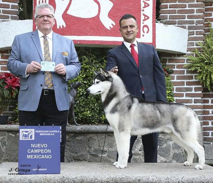 Criaderos de husky siberiano