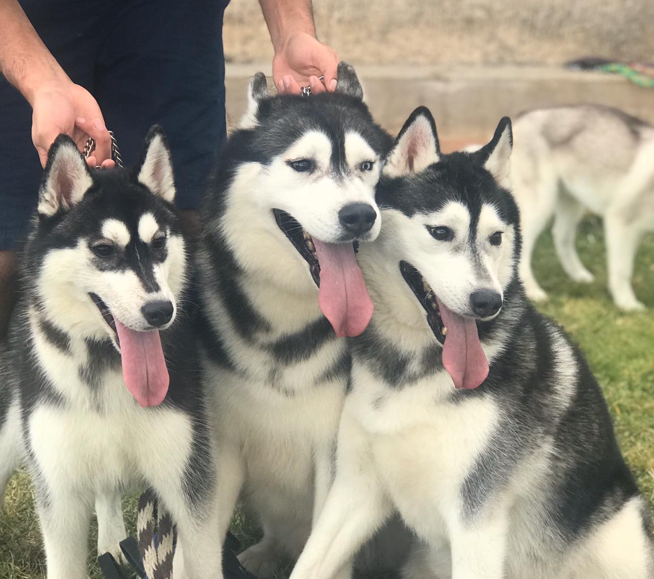 Criadero de Perros Husky | Criadero Husky