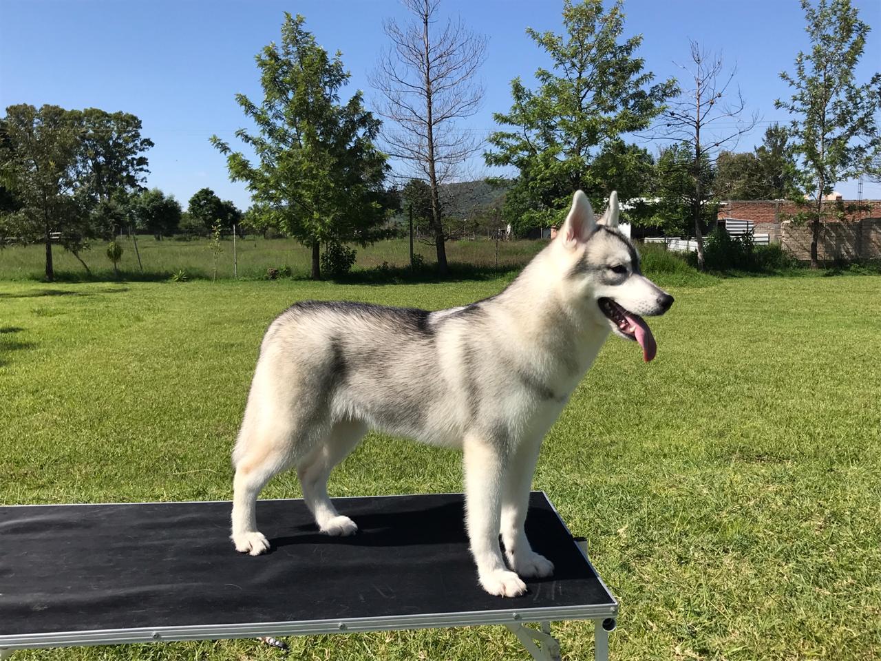 Criadero de Perros Husky | Criadero Husky