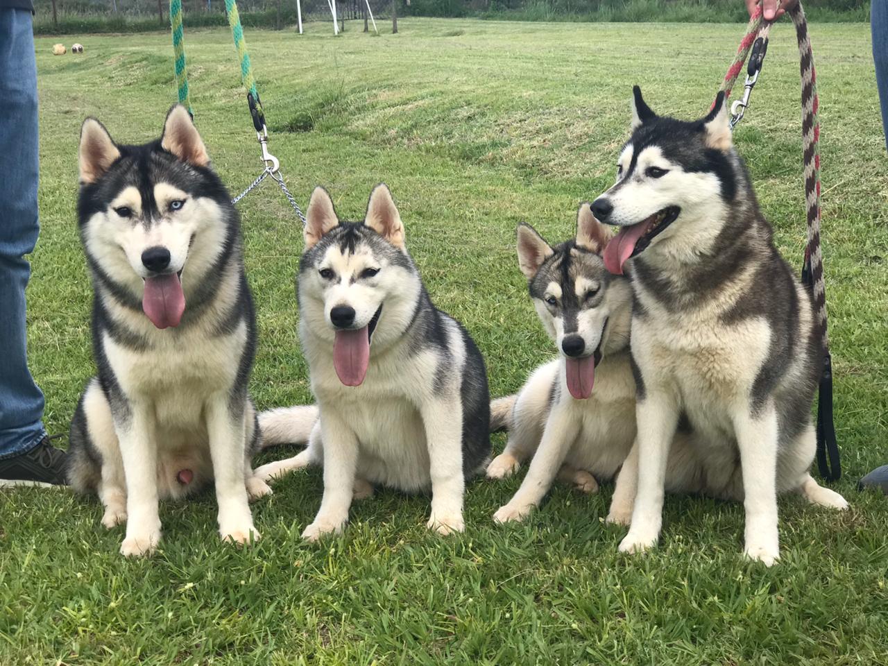 Criadero de Perros Husky | Criadero Husky