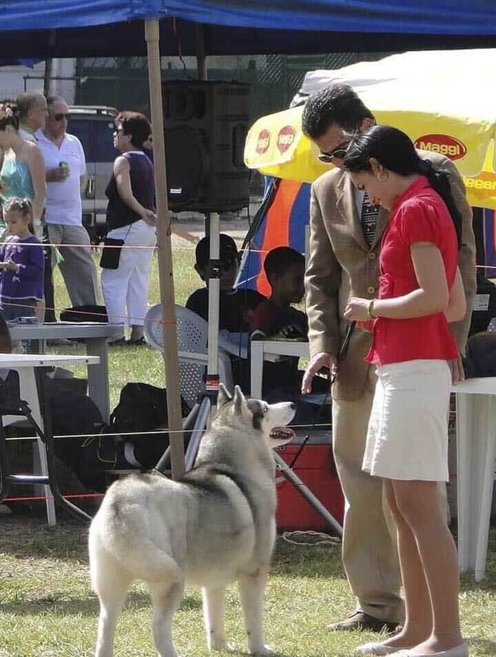 criadero de husky en mexico