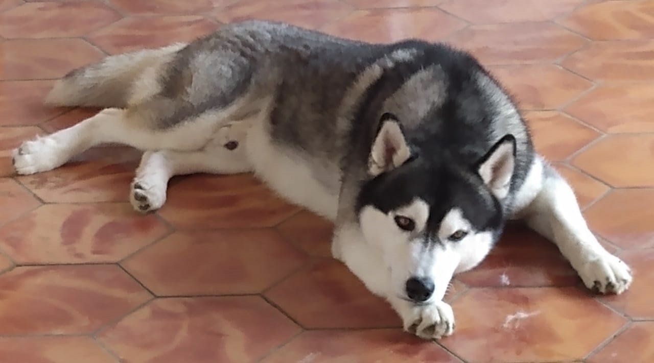 criadero husky siberiano mexico