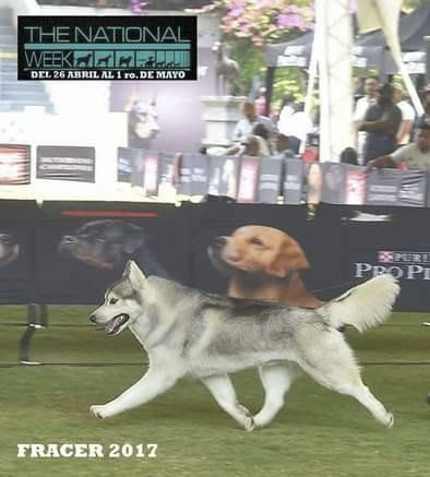 criadero de husky en mexico