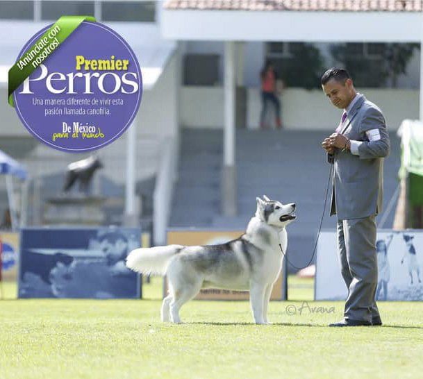 criadero de husky en mexico