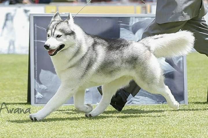 criadero de husky en mexico
