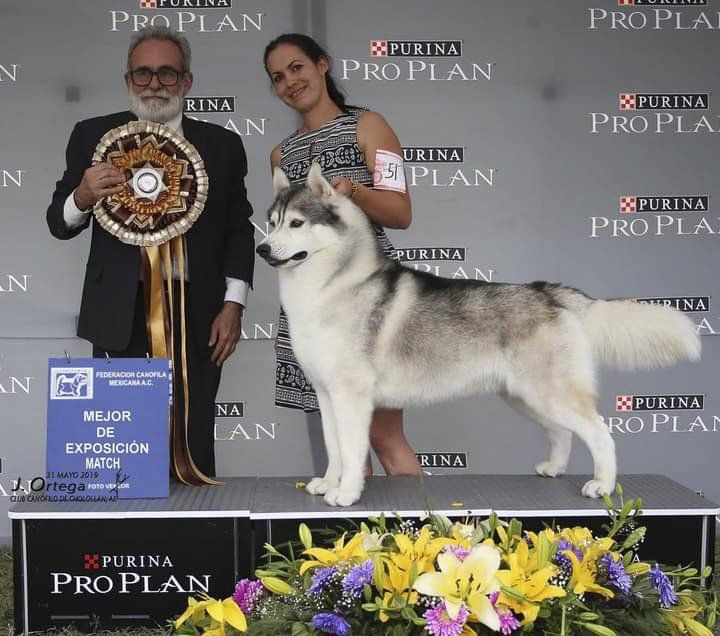 criadero de husky en mexico