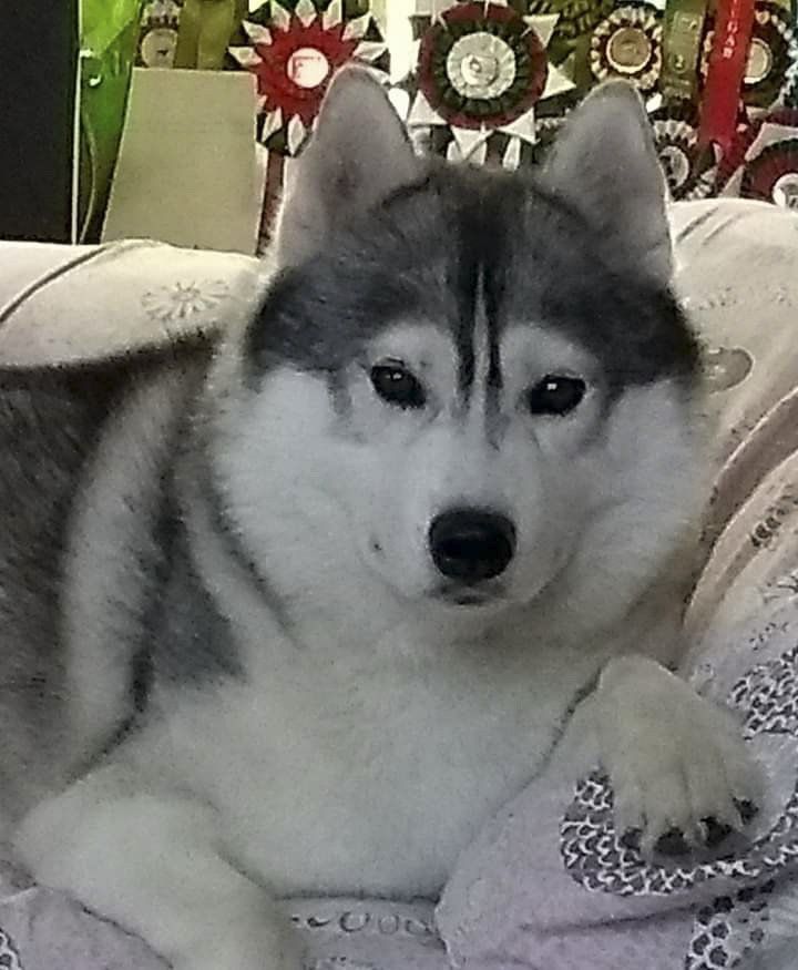 criadero de husky en mexico