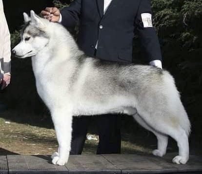 criadero de husky en mexico