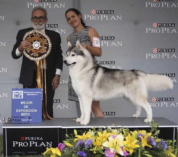 husky siberiano en durango