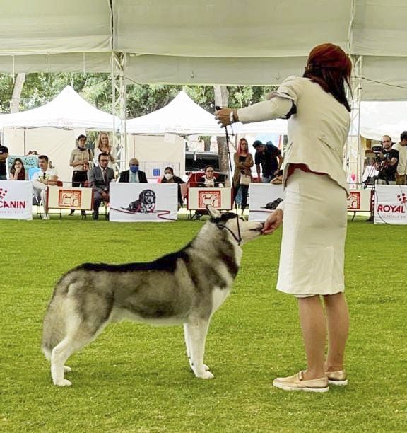 husky siberiano en mexico