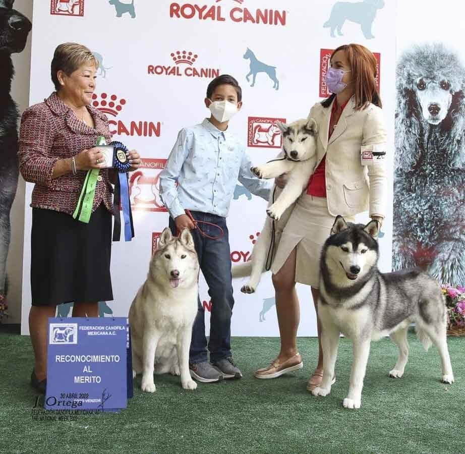 husky siberiano en mexico