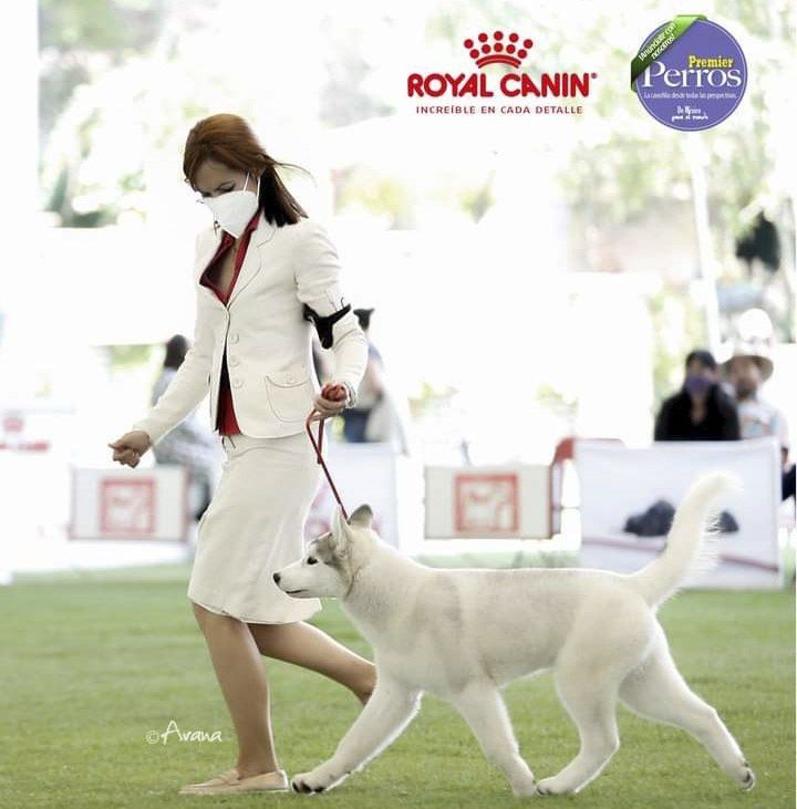 husky siberiano en mexico