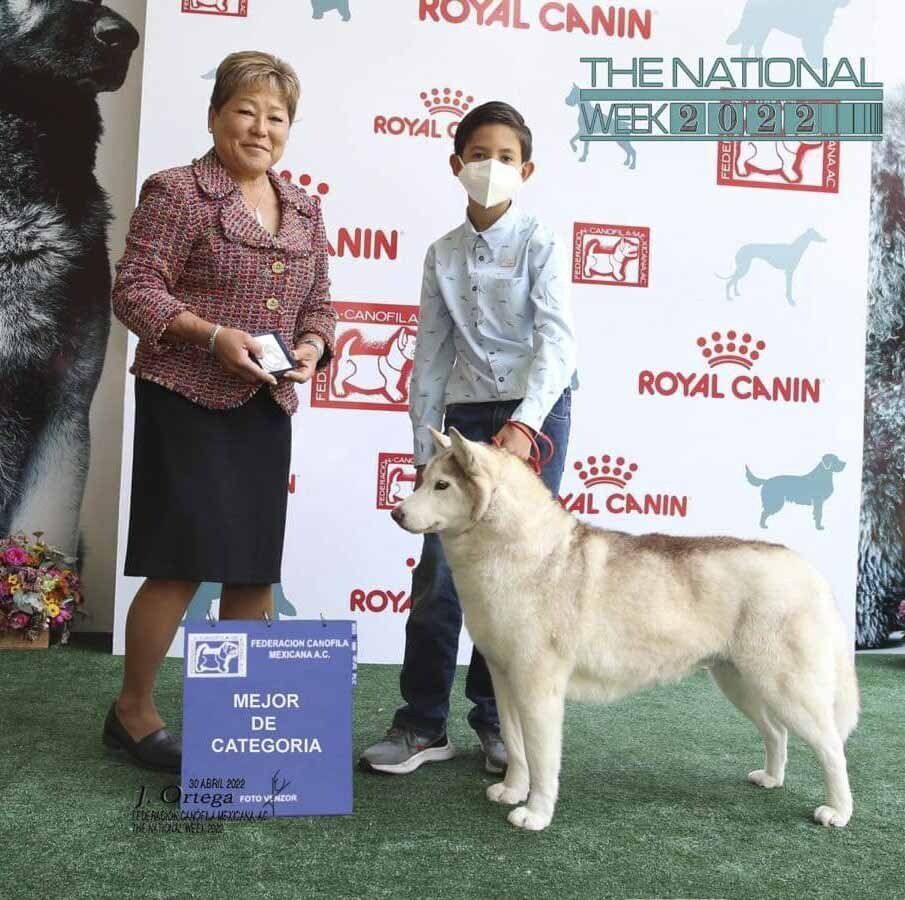husky siberiano en mexico