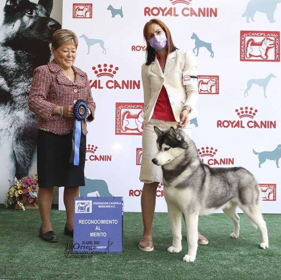 husky siberiano en mexico