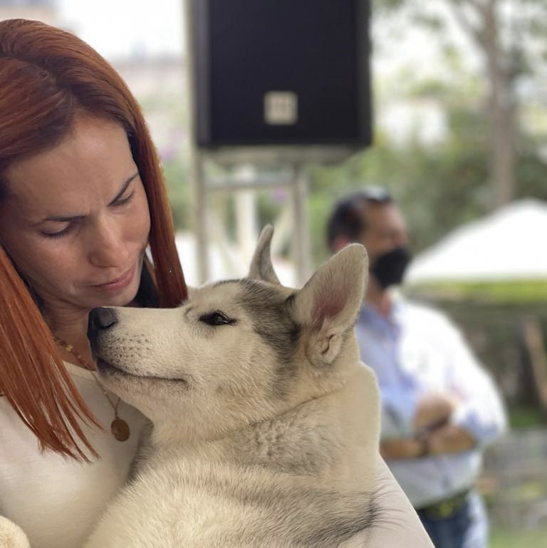 husky siberiano en mexico