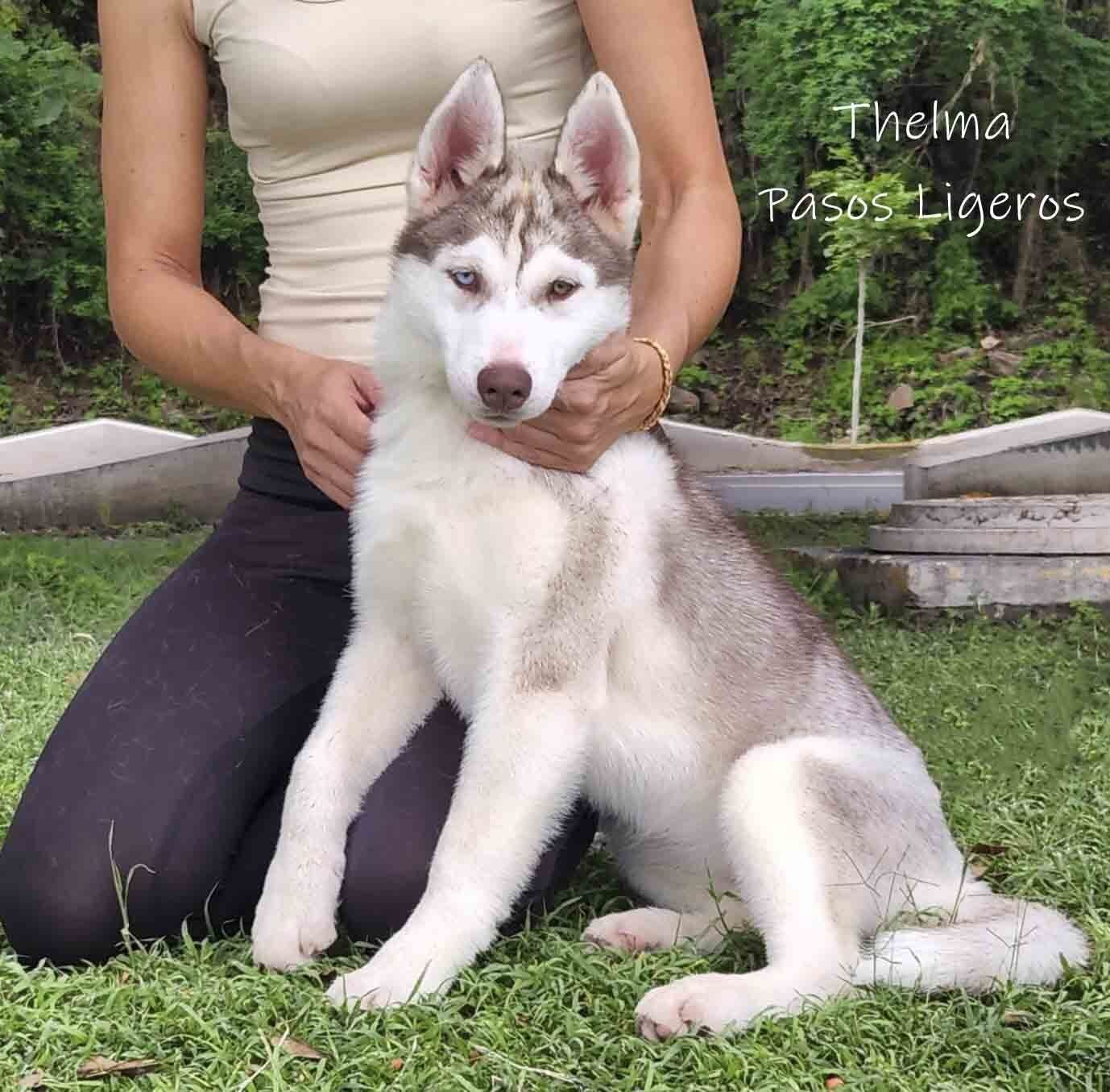 cachorros husky siberiano en venta