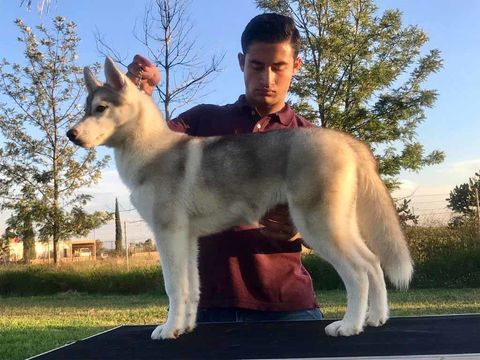 Criaderos de perros husky siberianos