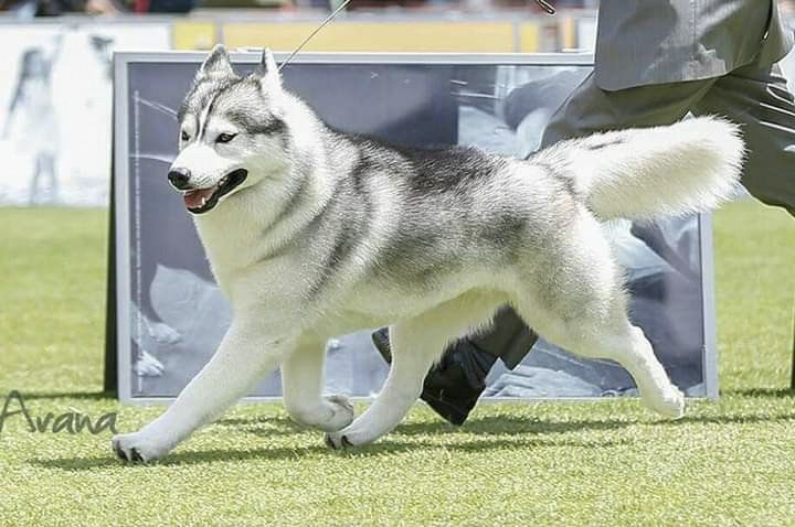 criadero de perros husky