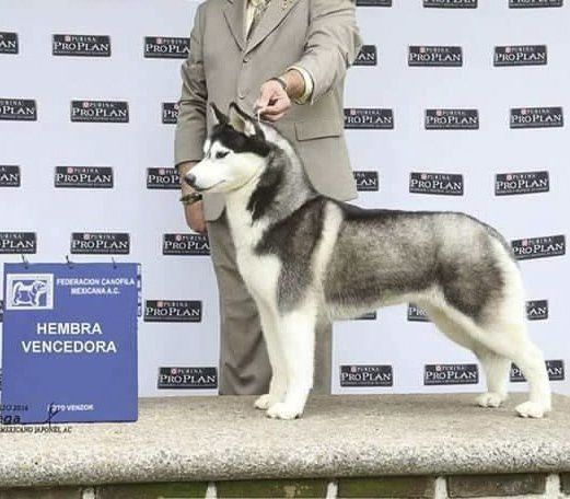 husky siberiano en venta