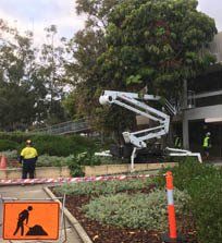 Trimming and maintenance worker