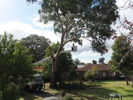 Tree work expert in Perth