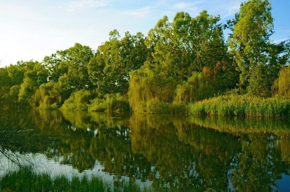 A Lake With Trees on the Shore and Trees Reflected in the Water — TeeJay Mechanical Repairs In Queanbeyan, NSW