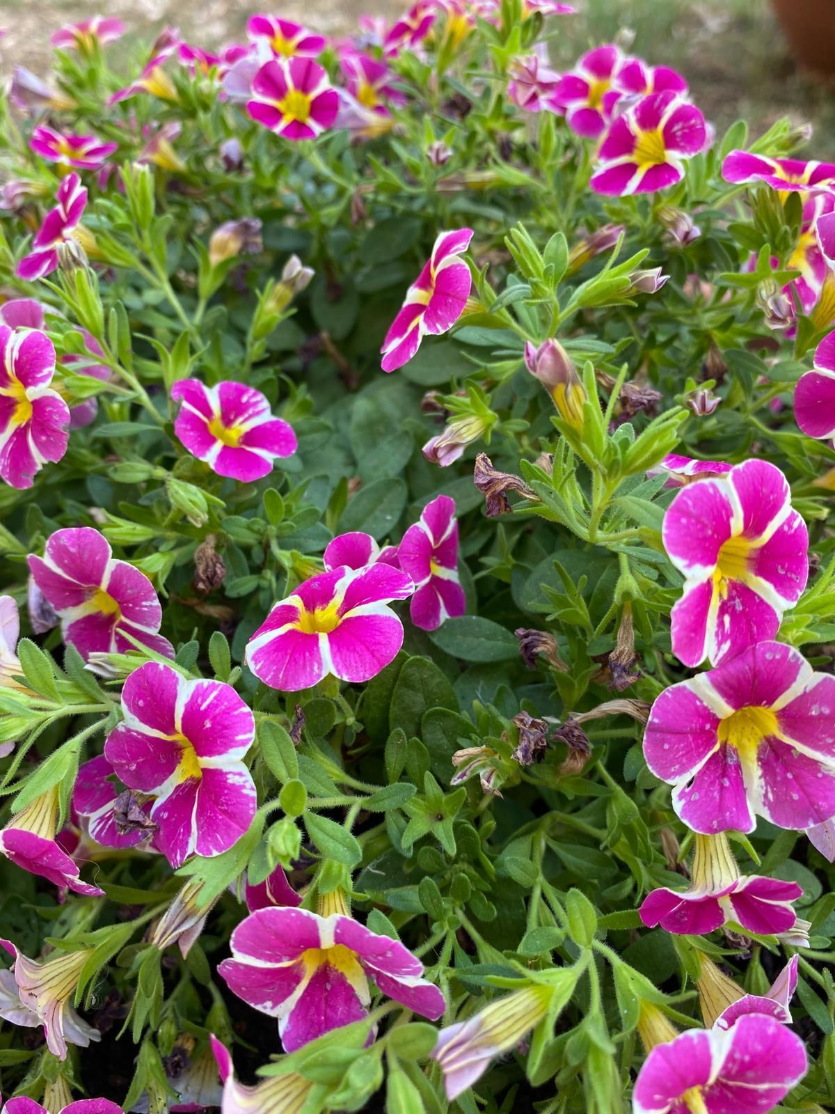 Fiori magenta e bianchi con il centro giallo, raggruppati tra il fogliame verde.