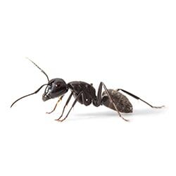 Pest Services to rid a home of ants