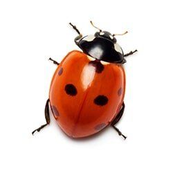 Castech Pest Services of Madera gets rid of ladybugs