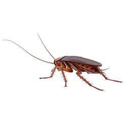 Castech Pest Services kill roaches