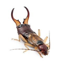 Castech Pest Services gets rid of biting bugs