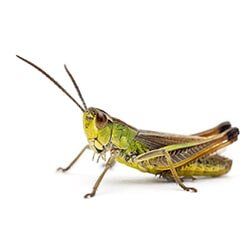 Grasshopper pest services