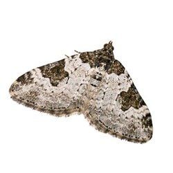 Moth Pest Services by Castech Pest Services