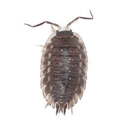 Castech Pest Services to get rid of roaches 