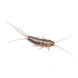 Castech Pest Services rid homes of earwigs