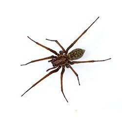 Spider Pest Services offered by Castech Pest Services